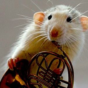 Rat buy it DM me if you want one